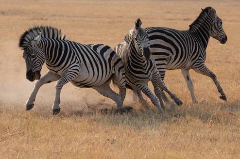 Victoria Falls Nature Enthusiast Course 