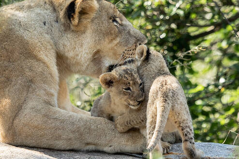 GVI: Volunteer in South Africa