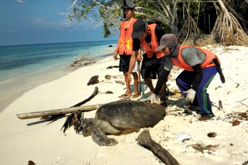 Rangers rescue green sea turtle