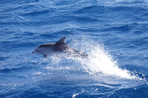 Dolphins