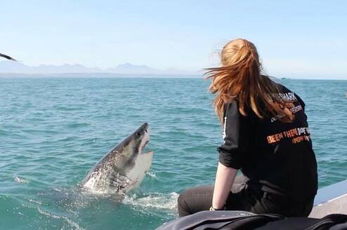 Shark Program