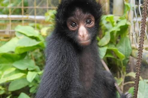 Rescued spider monkey