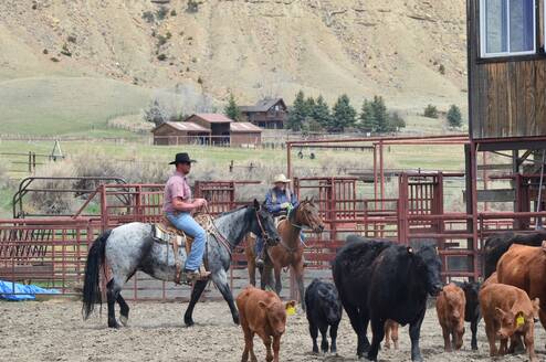 Riders and cows