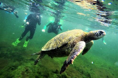 Galapagos 