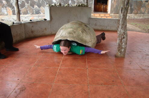 Giant turtle