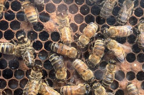 Bees