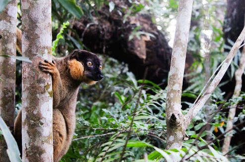 Cheeky Varika lemur in camp