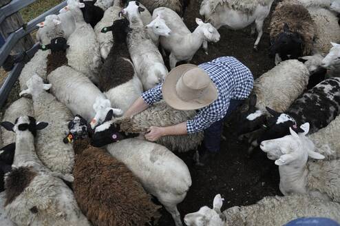 Australia farm