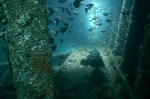 Wreck dive, Steam ship Rita, Goa