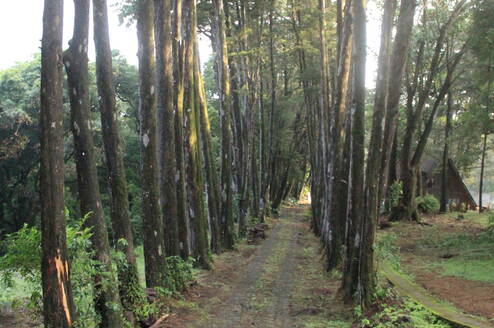 Farm lane