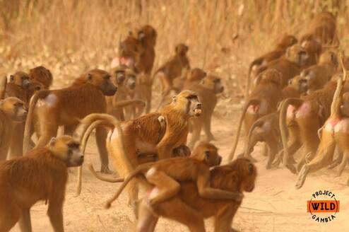 Guinea baboons