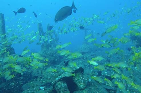 fish in ocean