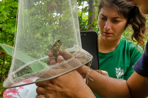 Two people catching a butterfly in a net for research purposes in a Costa Rican forest
