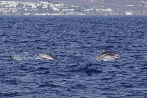 Stripped dolphins jumping