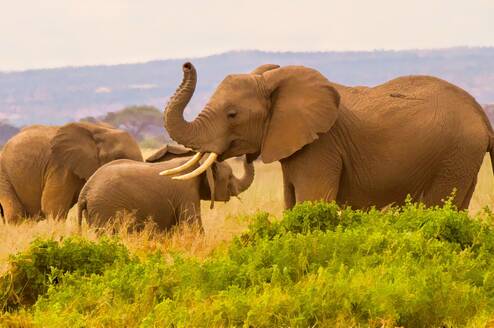 Elephants at Masai Mara