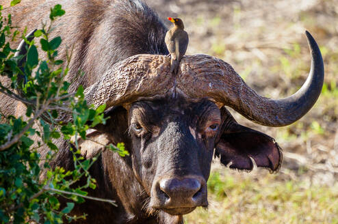 African buffalo at Masai Mara