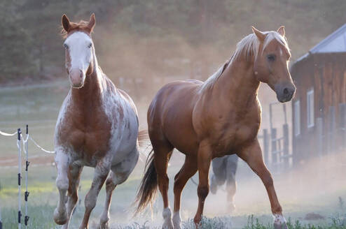 Horse Guest Ranch Hospitality 