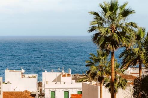 Palm trees near the ocean