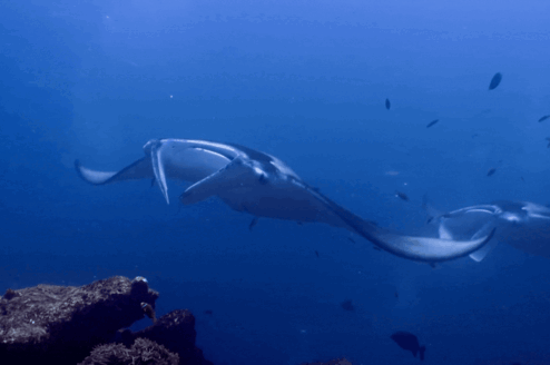 Giant Manta Rays in the waters of Tahiti