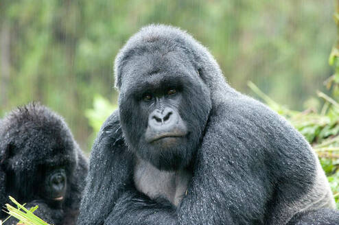 Mountain Gorilla