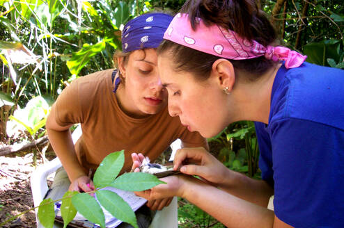 Students conducting fieldwork research in Panama forest
