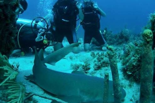 Marine Life