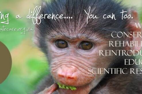 Wildlife Volunteering in Africa with Primates