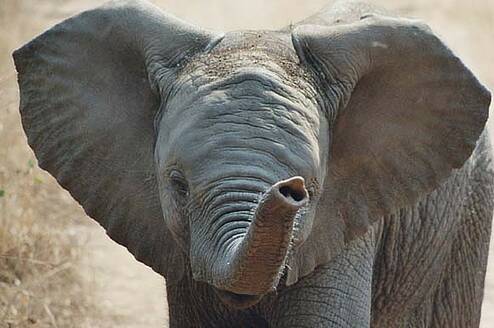 GVI: Wildlife Conservation Volunteering