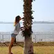 Palm tree