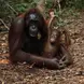 Wildlife Rescue Center