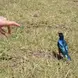 A photo taken when I was enjoying wildlife 