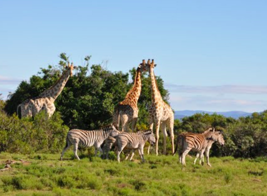 Game Reserve Volunteering with Gapforce 