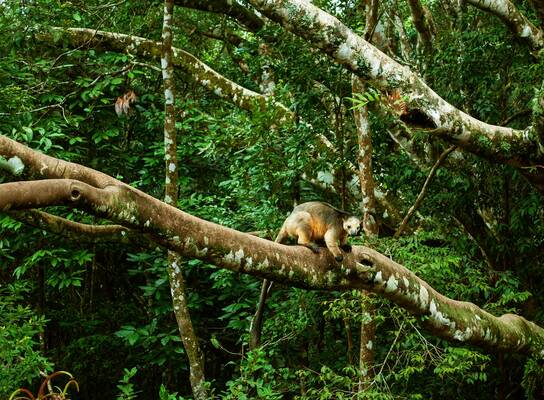 A tree kangaroo in a tree