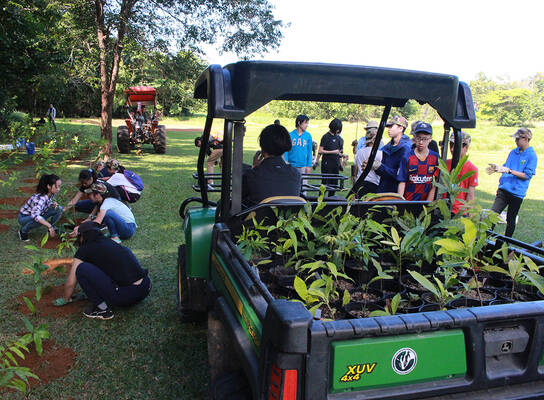 Rainforest Tree Planting