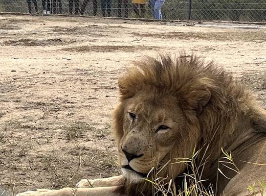 Children learning about the protection of lions