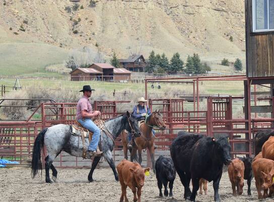 Riders and cows