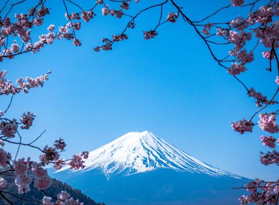 a snowcapped mountain rises in the background, while pink cherry blossoms surround the frame of the photograph