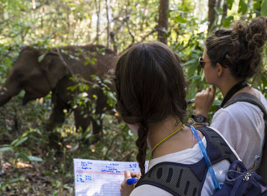 Elephants and participants