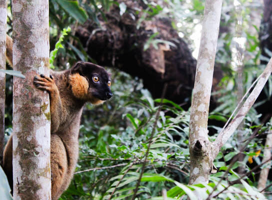 Cheeky Varika lemur in camp