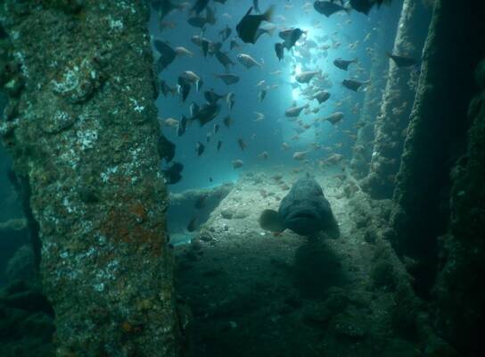 Wreck dive, Steam ship Rita, Goa