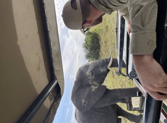 a man looks on an elephant  
