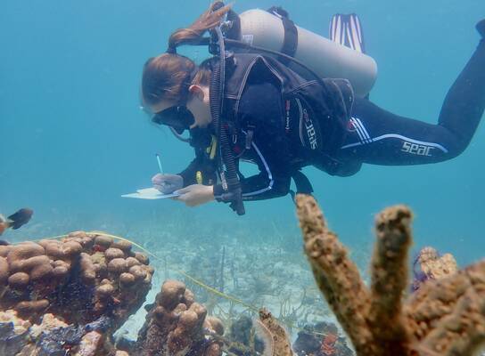 Diver doing an underwater conservation survey