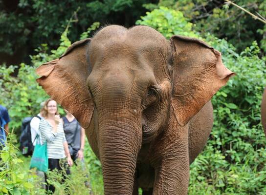 Cambodia volunteers tracking an elephant in the forest reserve