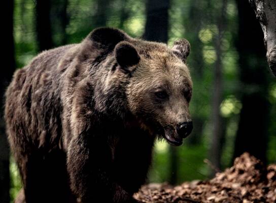 Wildlife Research in Greece