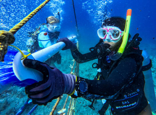 Two scuba divers work underwater, holding a long PVC pipe and cleaning equipment attached to a rope structure. Air bubbles rise around them as they conduct marine fieldwork in clear blue water.