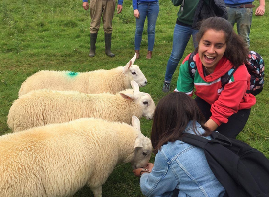 Ireland Wildlife