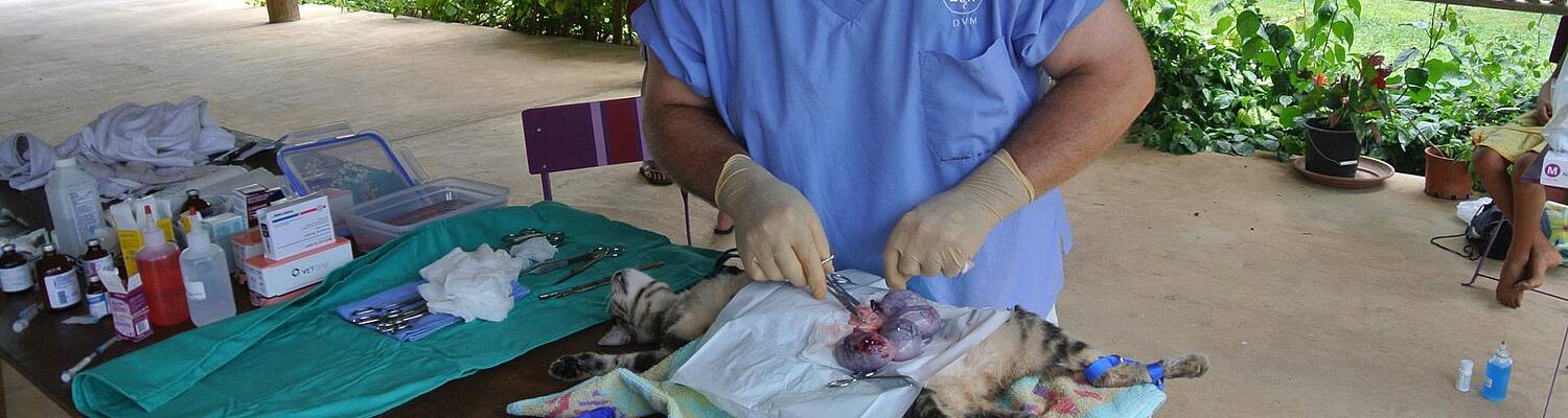 Veterinary Internship in the Cook Islands
