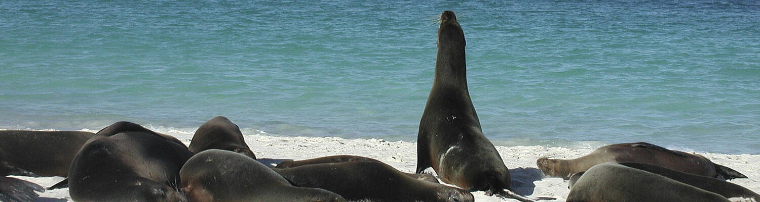 Volunteer in Ecuador: Most Affordable &amp; Real Impact!
