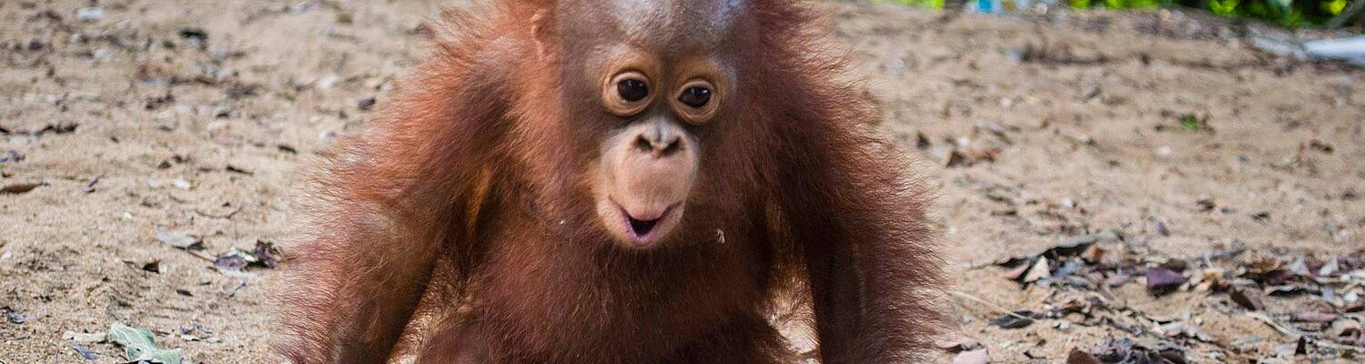 IAR Orangutan Project
