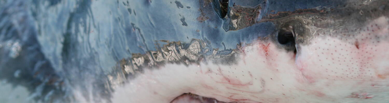 Great White Shark Conservation in South Africa
